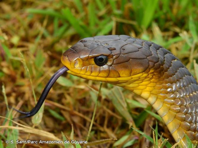 <i>Drymarchon corais</i> (F. Boie, 1827) © S. Sant/Parc Amazonien de Guyane