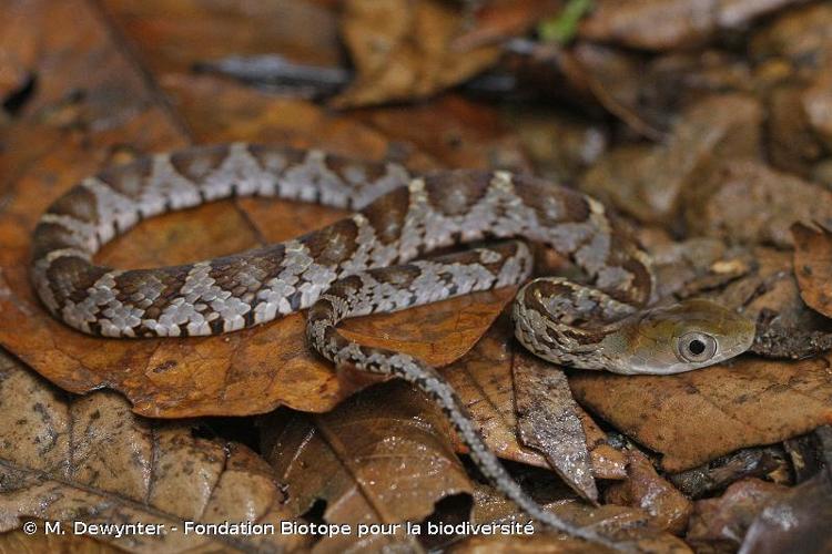 <i>Drymobius rhombifer</i> (Günther, 1860) © M. Dewynter - Fondation Biotope pour la biodiversité