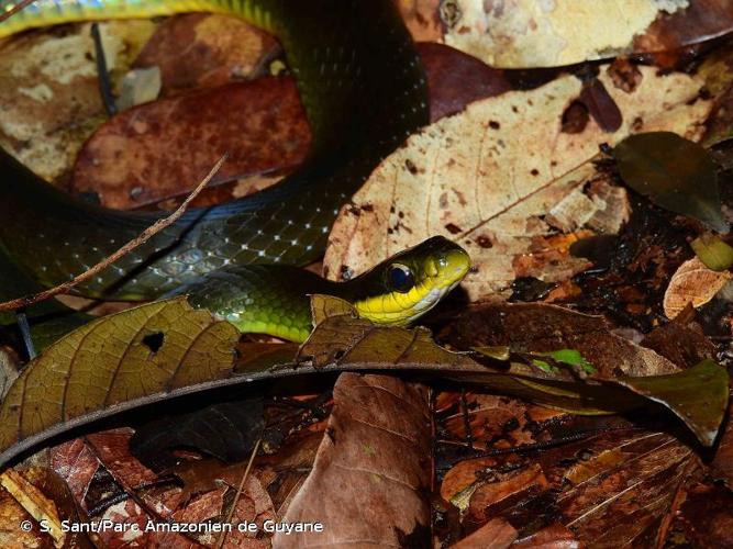 <i>Drymoluber dichrous</i> (W. Peters, 1863) © S. Sant/Parc Amazonien de Guyane