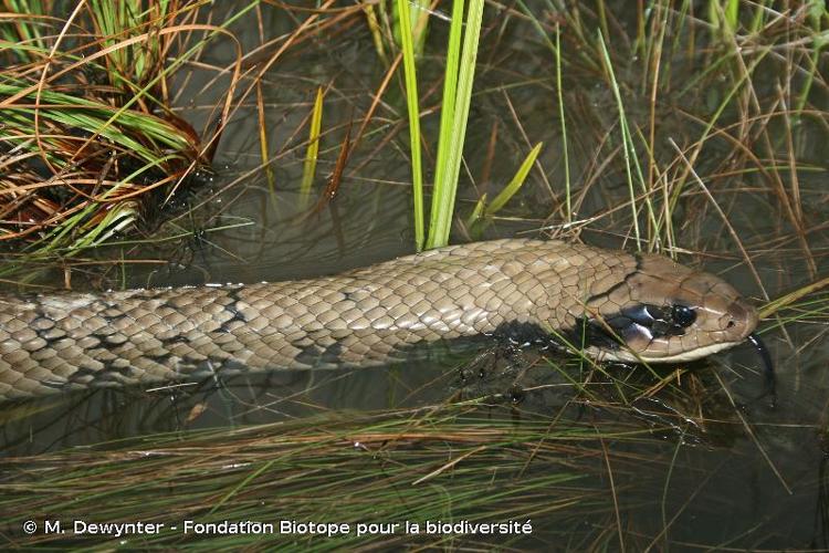 <i>Hydrodynastes gigas</i> (Duméril, Bibron & Duméril, 1854) © M. Dewynter - Fondation Biotope pour la biodiversité