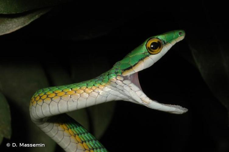 <i>Leptophis ahaetulla</i> (Linnaeus, 1758) © D. Massemin