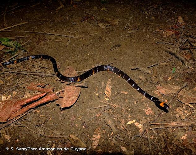 <i>Oxyrhopus melanogenys</i> (Tschudi, 1845) © S. Sant/Parc Amazonien de Guyane