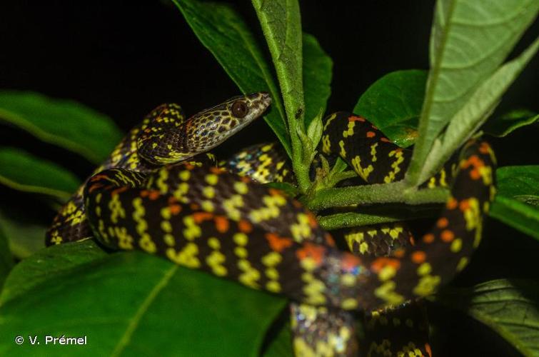 <i>Siphlophis cervinus</i> (Laurenti, 1768) © V. Prémel