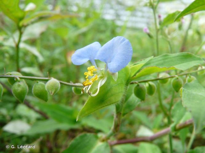 <i>Commelina erecta</i> L., 1753 © G. Léotard