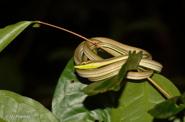 <i>Xenoxybelis argenteus</i> (Daudin, 1803) © V. Prémel