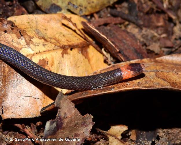 <i>Micrurus collaris</i> (Schlegel, 1837) © S. Sant/Parc Amazonien de Guyane