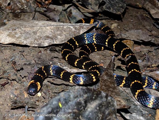 <i>Micrurus psyches</i> (Daudin, 1803) © S. Sant/Parc Amazonien de Guyane