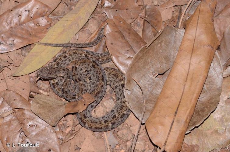 <i>Bothrops atrox</i> (Linnaeus, 1758) © J. Touroult