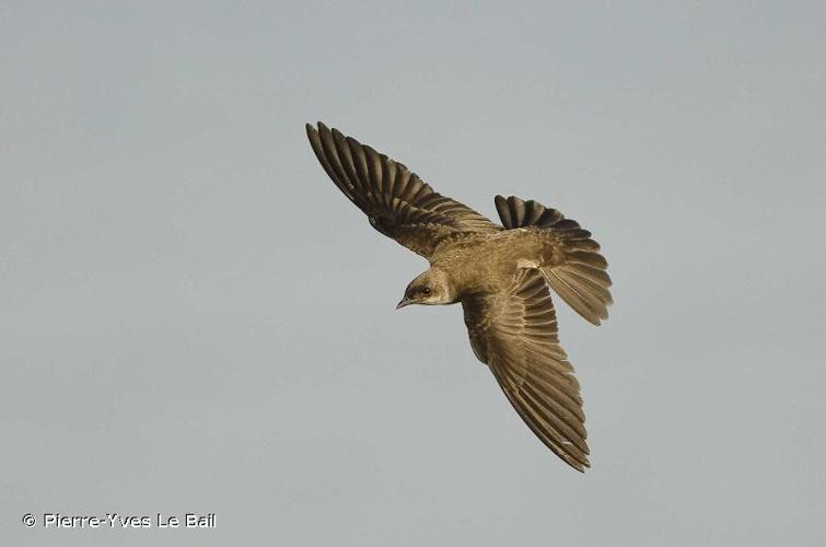 <i>Progne tapera</i> (Linnaeus, 1766) © Pierre-Yves Le Bail