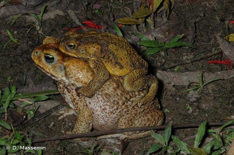 <i>Rhinella marina</i> (Linnaeus, 1758) © D. Massemin