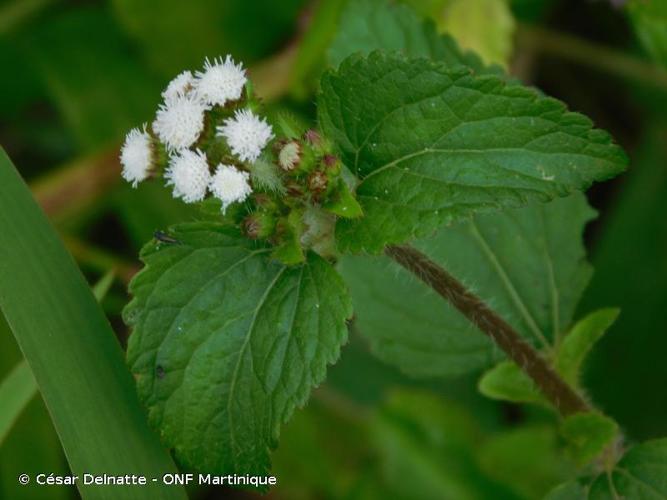 <i>Ageratum conyzoides</i> L., 1753 [nom. et typ. cons.] © César Delnatte - ONF Martinique