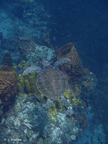 <i>Chelonia mydas</i> (Linnaeus, 1758) © J. Mailles