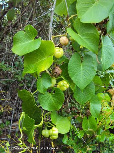 <i>Ipomoea alba</i> L., 1753 © C. Delnatte - DEAL Martinique