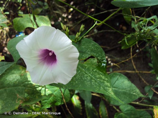 <i>Ipomoea tiliacea</i> (Willd.) Choisy, 1845 © C. Delnatte - DEAL Martinique