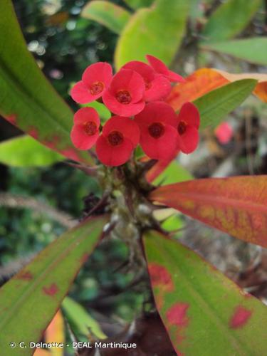 <i>Euphorbia milii</i> Des Moul., 1826 © C. Delnatte - DEAL Martinique