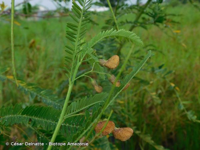 <i>Sesbania grandiflora</i> (L.) Poir., 1806 © César Delnatte - Biotope Amazonie