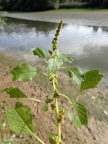 <i>Amaranthus blitum</i> L., 1753 © H. TINGUY