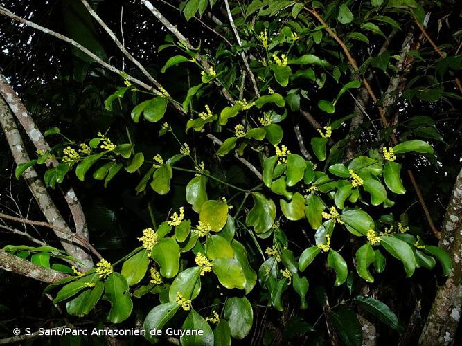 <i>Phoradendron racemosum</i> (Aubl.) Krug & Urb., 1897 © S. Sant/Parc Amazonien de Guyane