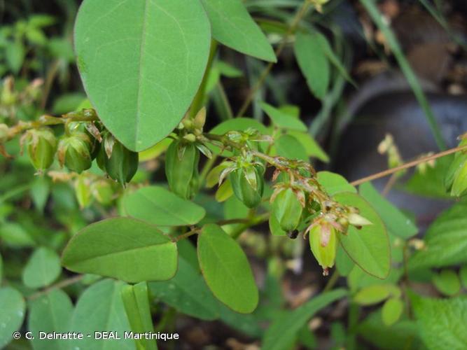 <i>Oxalis barrelieri</i> L., 1762 © C. Delnatte - DEAL Martinique