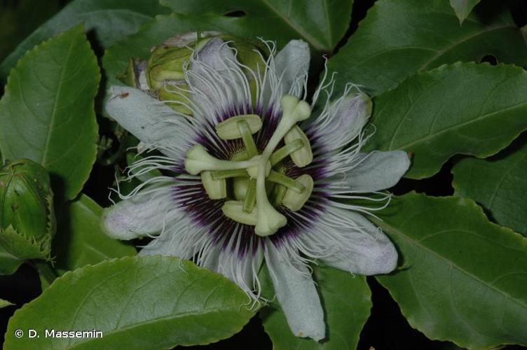 <i>Passiflora edulis</i> Sims, 1818 © D. Massemin