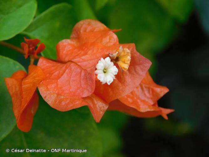 <i>Bougainvillea spectabilis</i> Willd., 1799 © César Delnatte - ONF Martinique