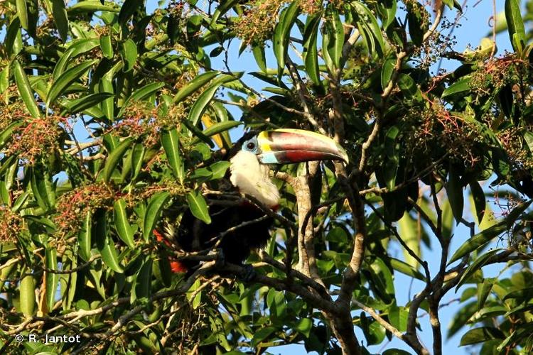 <i>Ramphastos tucanus</i> Linnaeus, 1758 © R. Jantot