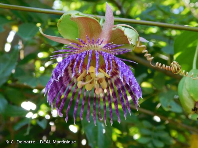 <i>Passiflora laurifolia</i> L., 1753 © C. Delnatte - DEAL Martinique