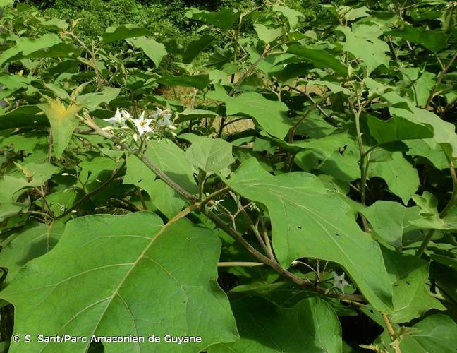 <i>Solanum torvum</i> Sw., 1788 © S. Sant/Parc Amazonien de Guyane