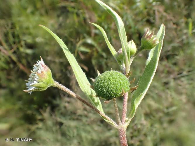 <i>Eclipta prostrata</i> (L.) L., 1771 © H. TINGUY