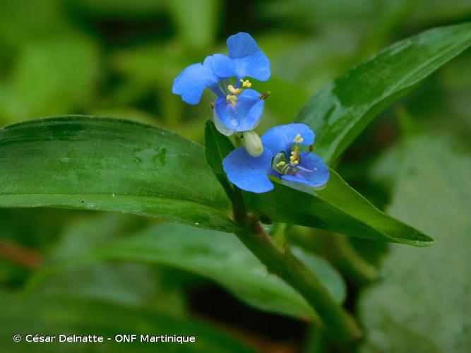 <i>Commelina diffusa</i> Burm.f., 1768 © César Delnatte - ONF Martinique