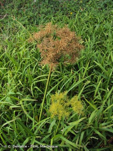 <i>Cyperus odoratus</i> L., 1753 © C. Delnatte - DEAL Martinique