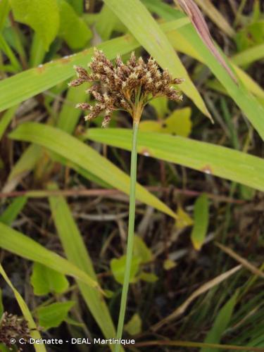 <i>Fimbristylis cymosa</i> R.Br., 1810 © C. Delnatte - DEAL Martinique