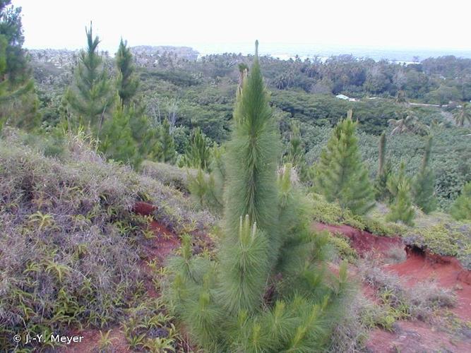 <i>Pinus caribaea</i> Morelet, 1851 © J.-Y. Meyer