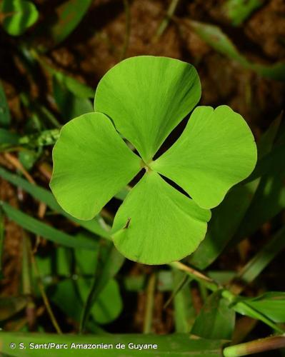 <i>Marsilea polycarpa</i> Hook. & Grev., 1831 © S. Sant/Parc Amazonien de Guyane