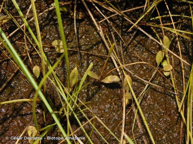 <i>Ophioglossum nudicaule</i> L.f., 1782 © César Delnatte - Biotope Amazonie