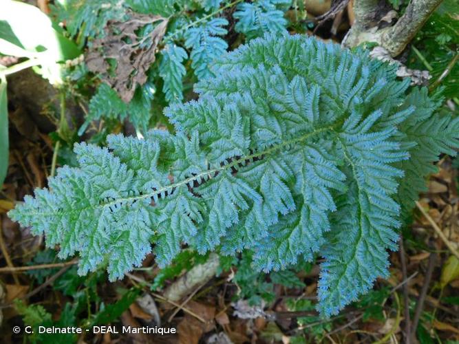 <i>Selaginella willdenowii</i> (Desv. ex Poir.) Baker, 1867 © C. Delnatte - DEAL Martinique