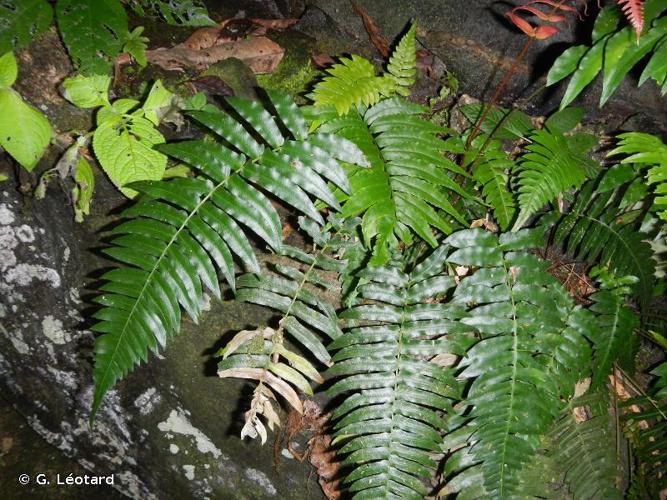 <i>Blechnum occidentale</i> L., 1753 © G. Léotard