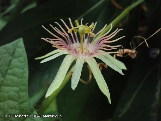 <i>Passiflora rubra</i> L., 1753 © C. Delnatte - DEAL Martinique