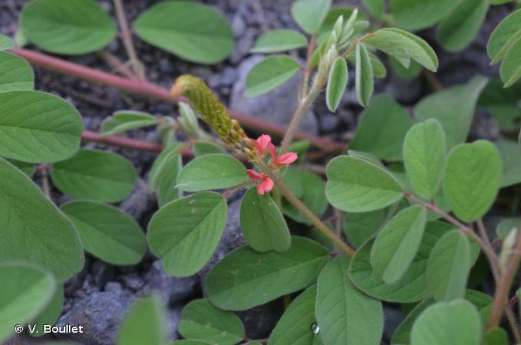 <i>Indigofera hirsuta</i> L., 1753 © V. Boullet