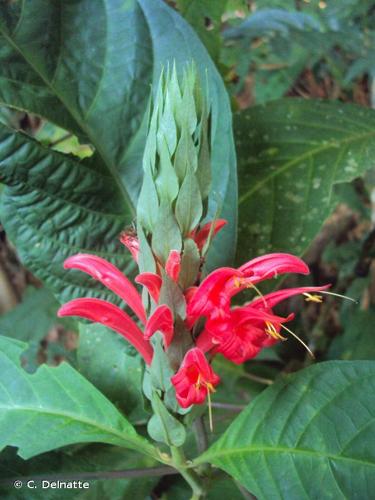 <i>Pachystachys coccinea</i> (Aubl.) Nees, 1847 © C. Delnatte