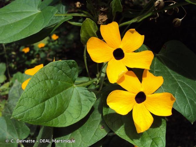 <i>Thunbergia alata</i> Bojer ex Sims, 1825 © C. Delnatte - DEAL Martinique