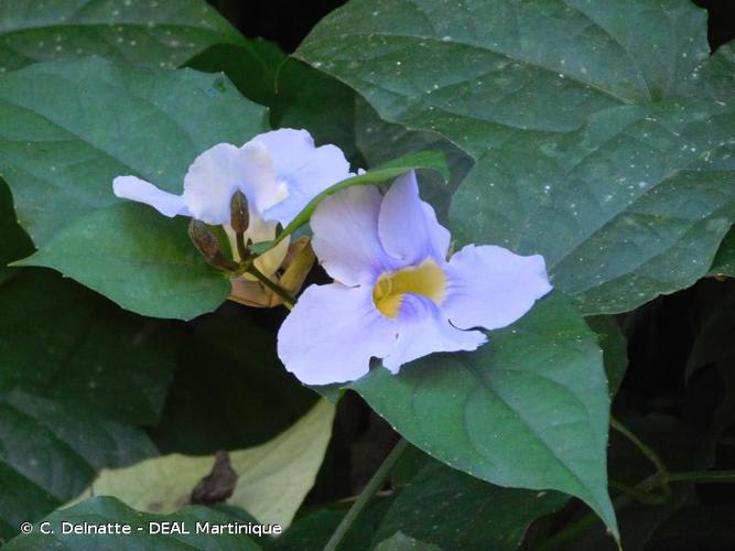 <i>Thunbergia grandiflora</i> (Roxb. ex Rottler) Roxb., 1820 © C. Delnatte - DEAL Martinique