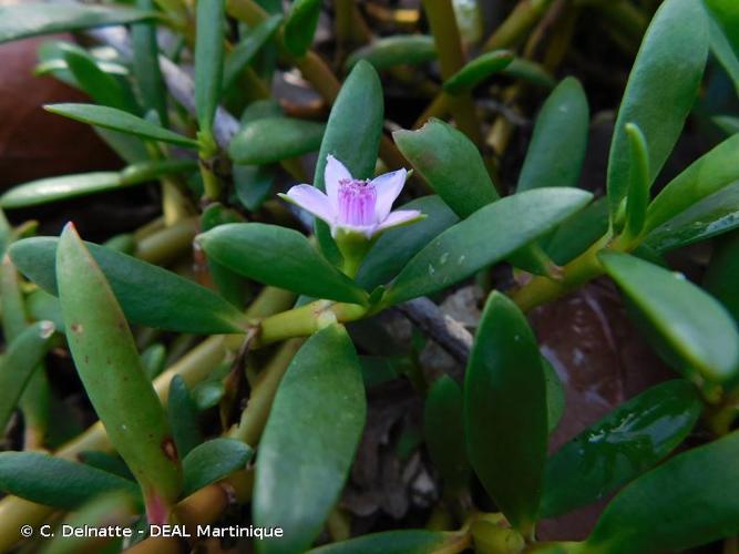 <i>Sesuvium portulacastrum</i> (L.) L., 1759 © C. Delnatte - DEAL Martinique