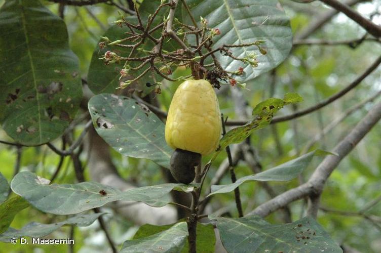 <i>Anacardium occidentale</i> L., 1753 © D. Massemin