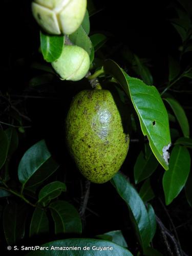 <i>Annona glabra</i> L., 1753 © S. Sant/Parc Amazonien de Guyane