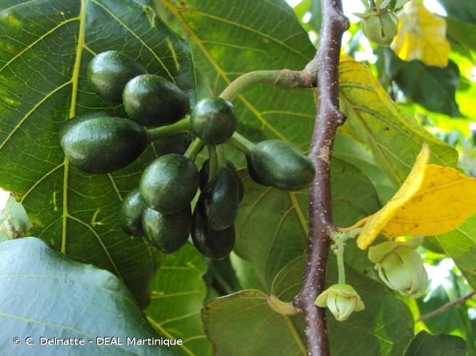 <i>Cananga odorata</i> (Lam.) Hook.f. & Thomson, 1768 © C. Delnatte - DEAL Martinique