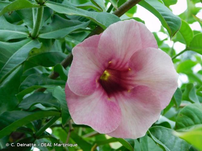 <i>Allamanda blanchetii</i> A.DC., 1844 © C. Delnatte - DEAL Martinique