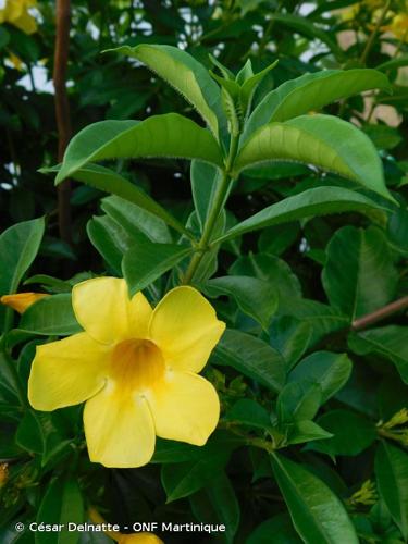 <i>Allamanda cathartica</i> L., 1771 © César Delnatte - ONF Martinique