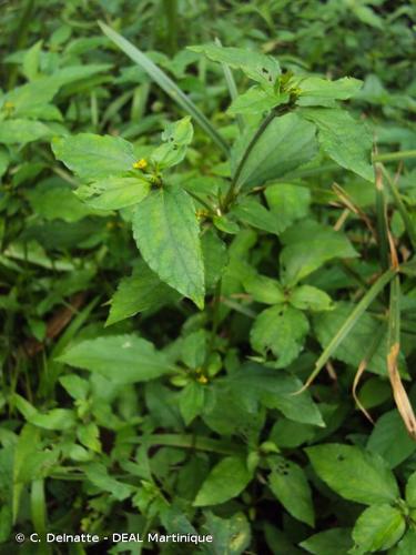 <i>Synedrella nodiflora</i> (L.) Gaertn., 1791 © C. Delnatte - DEAL Martinique