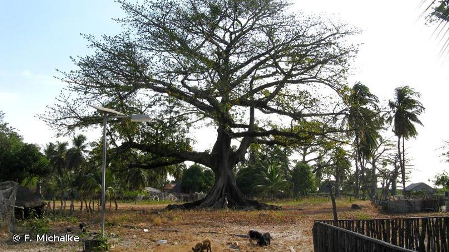 <i>Ceiba pentandra</i> (L.) Gaertn., 1791 © F. Michalke